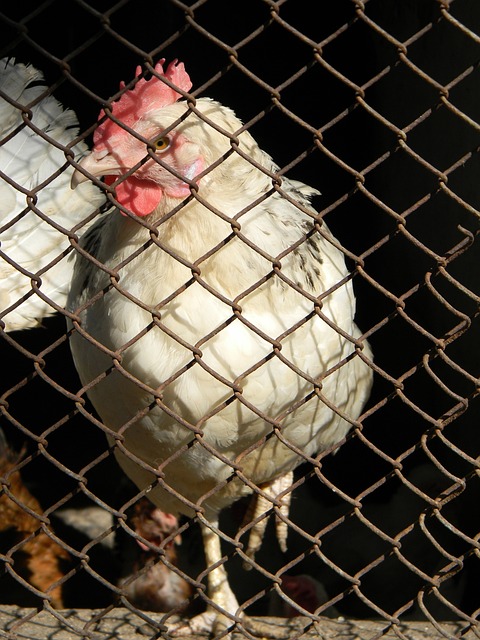 类似的成功 类似的成功